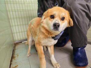 (사)영일동물플러스에서 03월 17일 발견해서 보호하고 있는 강아지 정보.