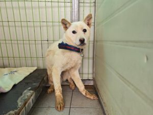 (사)영일동물플러스에서 03월 17일 발견해서 보호하고 있는 강아지 정보입니다.