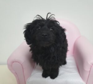 창원유기동물보호소에서 03월 18일 발견해서 보호하고 있는 강아지 정보.