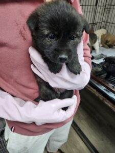 영광동물보호센터에서 03월 17일 발견해서 보호하고 있는 강아지 정보입니다.