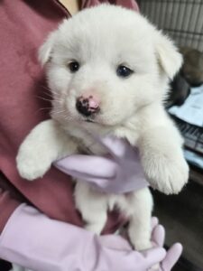 영광동물보호센터에서 03월 17일 발견해서 보호하고 있는 강아지 정보.