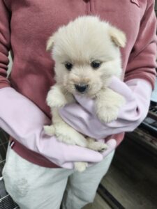 영광동물보호센터에서 03월 17일 발견해서 보호하고 있는 강아지 정보입니다.