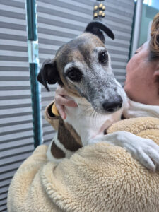 삼산종합동물병원에서 보호중인 유기된 강아지정보.