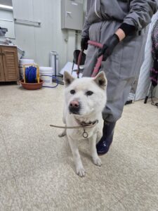남양주시동물보호센터에서 03월 17일 발견해서 보호하고 있는 강아지 정보안내.