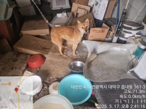 대전동물보호센터에서 보호하고 있는 유기된 강아지안내드립니다.