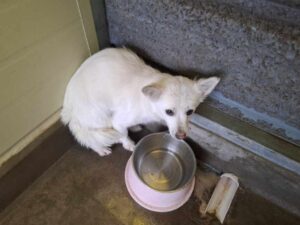 고흥군임시보호센터에서 03월 18일 발견해서 보호하고 있는 강아지 정보안내.