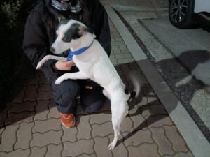 금왕동물병원에서 03월 18일 발견해서 보호하고 있는 강아지 정보.