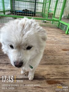 군산유기동물보호센터에서 보호중인 유기된 강아지소개합니다.