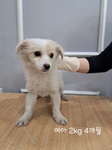 옥천동물병원에서 03월 17일 발견해서 보호하고 있는 강아지 정보입니다.
