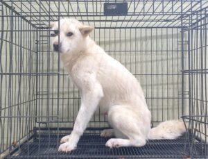 위더스 동물보호센터에서 03월 18일 발견해서 보호하고 있는 강아지 정보.