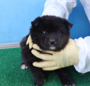 제주 동물보호센터에서 보호하고 있는 유기된 강아지소개합니다.