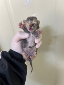 부산동물보호센터에서 03월 18일 발견해서 보호하고 있는 고양이 정보안내.