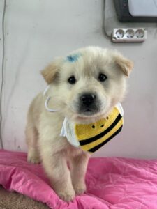 밀양시 동물보호센터에서 03월 19일 발견해서 보호하고 있는 강아지 정보.