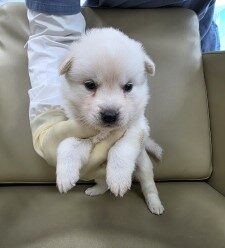 제주 동물보호센터에서 보호하고 있는 유기된 강아지안내.