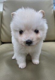 제주 동물보호센터에서 03월 19일 발견해서 보호하고 있는 강아지 정보.