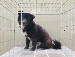 위더스 동물보호센터에서 보호하고 있는 유기된 강아지안내.