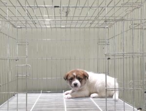 위더스 동물보호센터에서 보호하고 있는 유기된 강아지소개합니다.