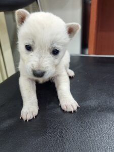 충주시동물보호센터에서 03월 19일 발견해서 보호하고 있는 강아지 정보.