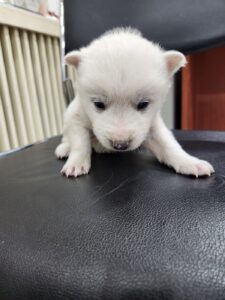 충주시동물보호센터에서 보호중인 유기된 강아지입니다.