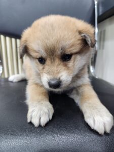충주시동물보호센터에서 03월 19일 발견해서 보호하고 있는 강아지 정보입니다.