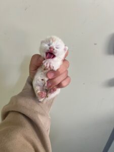 부산동물보호센터에서 03월 19일 발견해서 보호하고 있는 고양이 정보입니다.
