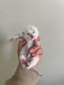 부산동물보호센터에서 03월 19일 발견해서 보호하고 있는 고양이 정보입니다.