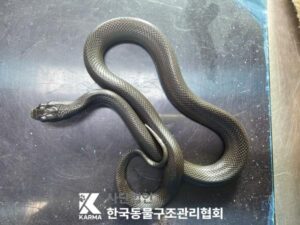한국동물구조관리협회에서 03월 19일 발견해서 보호하고 있는 동물 정보.