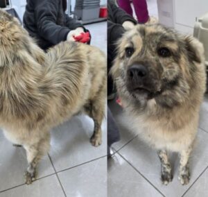 담양군 동물보호센터에서 03월 20일 발견해서 보호하고 있는 강아지 정보안내.