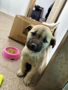 반려동물보호센터에서 03월 20일 발견해서 보호하고 있는 강아지 정보입니다.