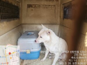 대전동물보호센터에서 보호하고 있는 유기된 강아지안내.