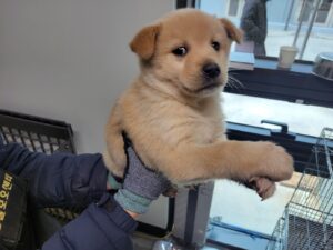 고양시동물보호센터에서 03월 21일 발견해서 보호하고 있는 강아지 정보안내.