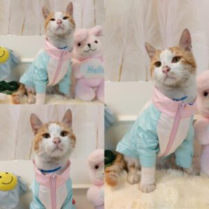 경주동물사랑보호센터에서 03월 21일 발견해서 보호하고 있는 고양이 정보안내.