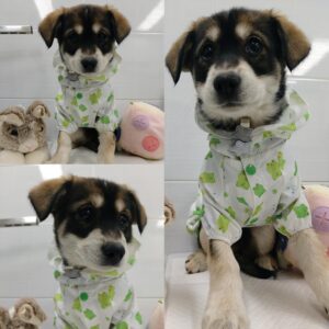 경주동물사랑보호센터에서 03월 21일 발견해서 보호하고 있는 강아지 정보입니다.