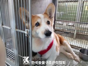 한국동물구조관리협회에서 03월 20일 발견해서 보호하고 있는 강아지 정보.