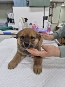 남양주시동물보호센터에서 03월 22일 발견해서 보호하고 있는 강아지 정보안내.