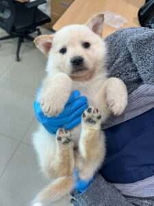 반려동물보호센터에서 03월 22일 발견해서 보호하고 있는 강아지 정보.