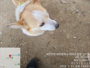 대전동물보호센터에서 03월 22일 발견해서 보호하고 있는 강아지 정보입니다.
