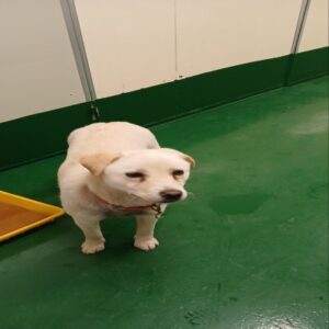 (사)동부동물보호협회에서 03월 21일 발견해서 보호하고 있는 강아지 정보입니다.