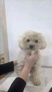 반려동물보호센터에서 보호하고 있는 유기된 강아지안내.