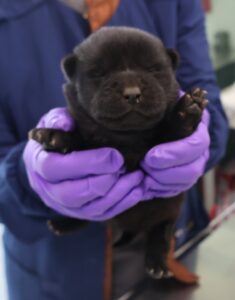 제주 동물보호센터에서 03월 22일 발견해서 보호하고 있는 강아지 정보입니다.