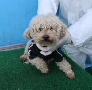 제주 동물보호센터에서 03월 22일 발견해서 보호하고 있는 강아지 정보안내.