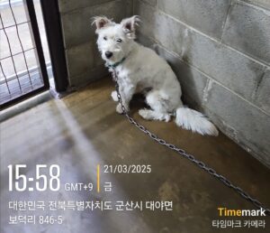 군산유기동물보호센터에서 03월 22일 발견해서 보호하고 있는 강아지 정보.
