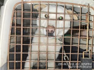 대전동물보호센터에서 03월 22일 발견해서 보호하고 있는 강아지 정보입니다.