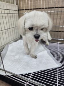 창원유기동물보호소에서 보호중인 유기된 강아지입니다.
