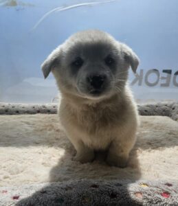 영덕유기동물보호센터에서 03월 23일 발견해서 보호하고 있는 강아지 정보.