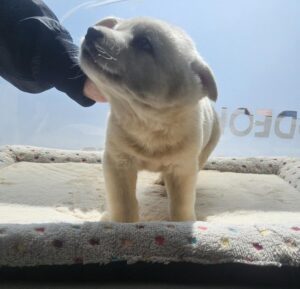 영덕유기동물보호센터에서 보호하고 있는 유기된 강아지소개합니다.