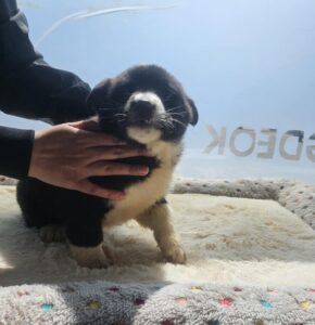 영덕유기동물보호센터에서 보호중인 유기된 강아지안내합니다.