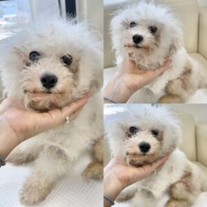 경주동물사랑보호센터에서 보호중인 유기된 강아지안내드립니다.