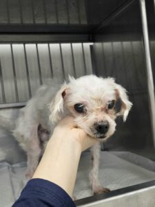 반려동물보호센터에서 03월 23일 발견해서 보호하고 있는 강아지 정보입니다.