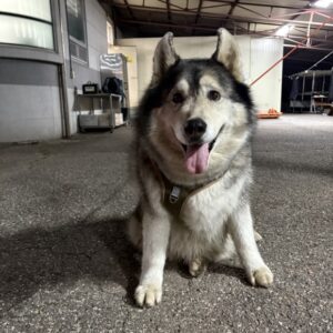 양평군유기동물보호소에서 보호중인 유기된 강아지안내.
